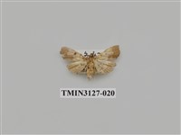 藏品(螟蛾246)的圖片